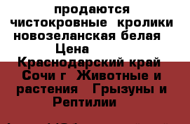 продаются чистокровные  кролики новозеланская белая › Цена ­ 450 - Краснодарский край, Сочи г. Животные и растения » Грызуны и Рептилии   